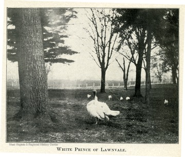 A white turkey with its chicks in a wooded area.