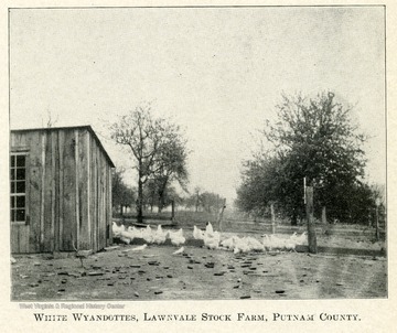 Wyandotte chickens standing by a building on the farm.