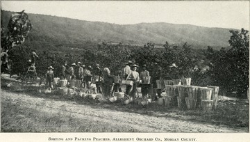 An assembly line that is sorting the peaches into various baskets.  One man stands at the very end on a ladder picking his own tree.