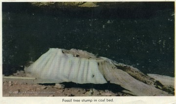 A clipping from the back of a map, showing a fossilized tree stump in a coal bed.