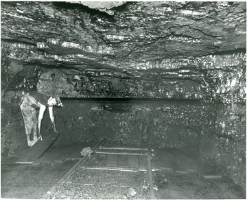 Miner placing boards down near coal seam at Cavalier Mine No. 206.