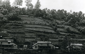 Miner's houses and gardens along a hillside at Crane Creek.