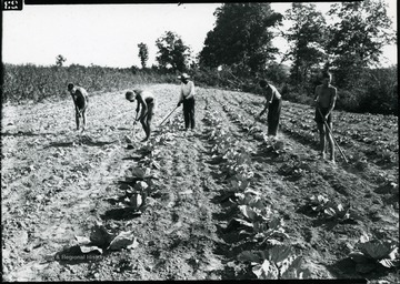 Group of men working in a vegetable garden.