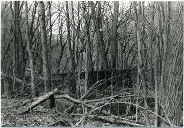 Overgrown foundation of G. H. Capertons home in woods.