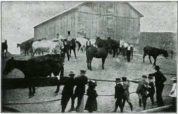 Children along a fence watch mules outside a barn. 'Mine mules enjoying a vacation. First time out of the mines in two years.'