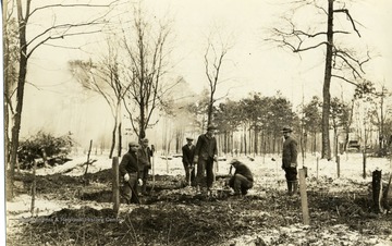 Men dig up stumps from snowy ground.