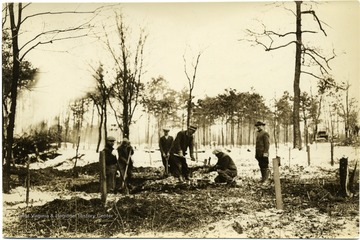 Men digging stumps out of the snowy ground.