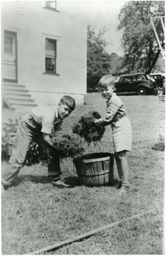 Two boys place bundles of grass or hay into a bushel basket.