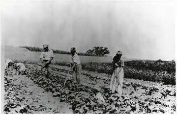 Picking rocks and hoeing in the garden.