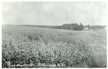 A close-up view of a buckwheat field in Arthurdale, West Virginia. A house is in the background.