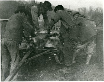 Men are lifting the hog off the sled to be butchered.