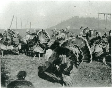 Turkeys in a fenced in area.