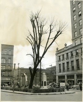 A tree growing next to a monument in a square in Charleston, W. Va. 