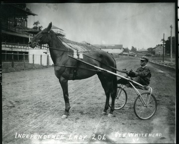 Trotter Horse Independence Lady with rider Ben Whitehead on a race track.