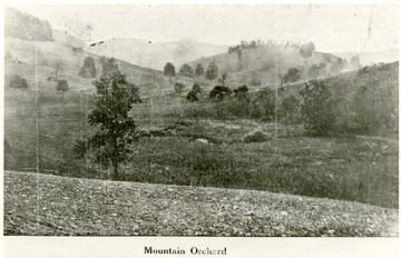 Orchard on top of a mountain near the W. Va. Industrial School for Boys, Grafton, W. Va.