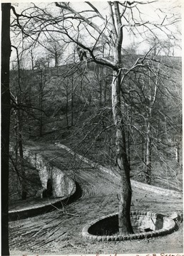 A boy climbs a tree beside the Rotary Park bridge.