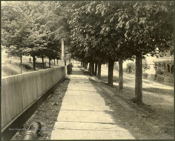 Tree-lined sidewalk in Lewisburg, W. Va.