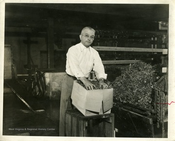 A worker is packing watercress in a Martinsburg, West Virginia plant.