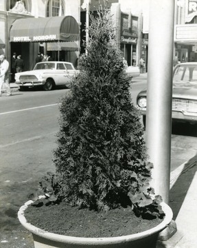 Tree in planter seen on High Street in Morgantown, W. Va. 