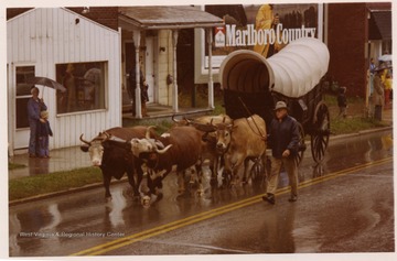 On a rainy day, four cattle are pulling a covered wagon in the Monongalia Bicentennial Parade in Morgantown, West Virginia.