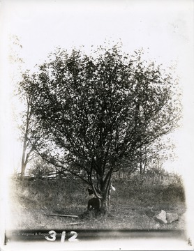 Lucy Johnston, sister of J.L. Johnston, is sitting underneath a tree in Morgantown, West Virginia.
