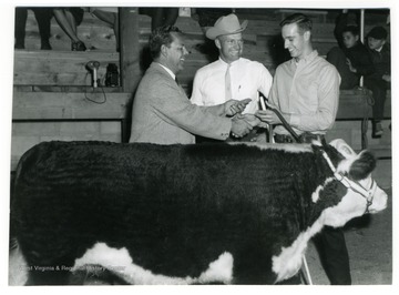 Man with a cow receives an award.