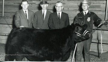 Three older men and a young boy with a prize winning cow.