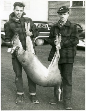 Two men holding up a dead deer during deer season.