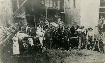 A group of people standing around an oxen team and a horse team. Isaac Chipps is the second person from the right. In the background, hotel Madeira is being constructed.