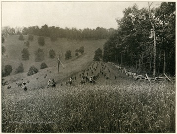 View of men wheat harvesting in the mountains in Barbour County.