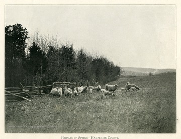 Sheep are grazing in a field during the spring in Hampshire County, West Virginia.