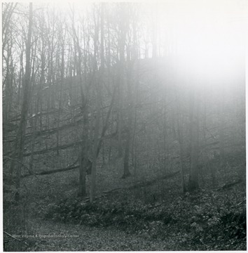 View of 'Virgin Timber - white oak, other oak species, and yellow poplar' in Gilmer County. '48 A. Laurel Run of Bear Fork, Center District, Gilmer County, near Shock, West Virginia.'