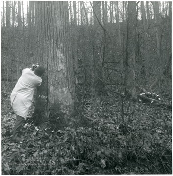 Virgin timber - white oak, other oak species, yellow poplar - on Laurel Run of Bear Fork, Center District, Gilmer County, near Shock, W. Va.  B. Blake Breitenhirt pictured.