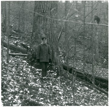 Virgin timber - white oak, other oak species, and yellow poplar - on Laurel Run of Bear Fork, Center District, Gilmer County, near Shock, W. Va.  Mrs. John E. Stealey, III pictured.