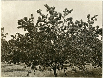 Specimen of eleven-year-old peach tree, Alleghany Orchard Company's spring gap orchard in Hampshire County.