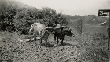 A scene of two oxen with a drag on Route 50 in Harrison County.