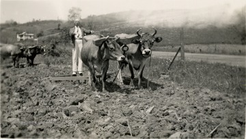 A scene of oxen plowing a field in Harrison County. A man stands behind the oxen on the plow.