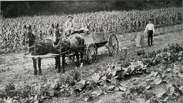 Two men work with baskets and horse and cart in the fields at the Industrial Home for Girls Farm.