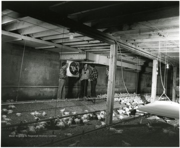 Three men stand near a fan in a poultry plant.  'West Virginia's poultry industry is concentrated in Hardy County.'