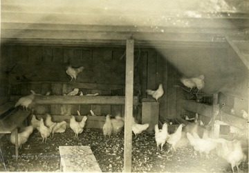 'Interior of first floor of Mr. C. D. Rice's poultry house. The birds are fed on this floor in the winter. The nests are also on this floor while the perches are on the second floor.' From photo album labeled 'Stewart A. Cody, County Agent, Jackson County, 1912.'