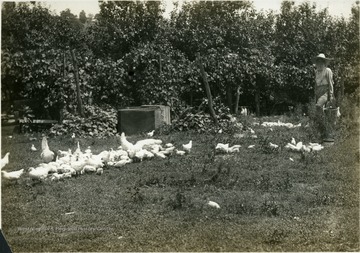 'These chicks are all raised in small coops similar to the one shown in the background.' From photo album labeled 'Stewart A. Cody, County Agent, Jackson County, 1912.'