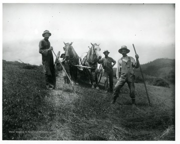 Four farmers and two horses are raking hay in a field in Lewis County, West Virginia.