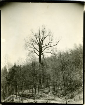 View of the Mingo Oak 'the largest oak tree in the world cut down in 1938 because of fungus' near Holden, W. Va.