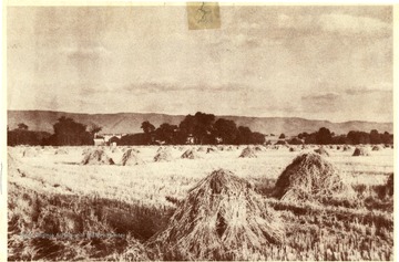 Haystacks in a field with a large house in the background.