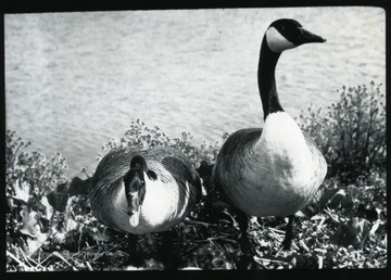 'This pair of Canada geese is part of a large population that live and nest in the Canaan Valley.  Their success in increasing their numbers each year is due to the abundance of bogs, marshes and over 100 beaver ponds in the bottomlands of Canaan.  The proposed Canaan Valley National Wildlife Refuge will, if approved, provide improved hunting and fishing, an environmental education center, hiking, and nature trails, a wildlife research center and a year-round opportunities to observe wildlife living in their natural environments.  The proposed Blackwater power project would eliminate most of the wildlife of the Valley dependent on the wetlands by transforming some 7,000 acres of Canaan Valley into an industrial reservoir.'