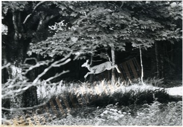 'A deer bounds through the forest in Canaan Valley where the U.S. Fish and Wildlife Service has proposed a 27,000 acre National Wildlife Refuge. West Virginia is the only state in the nation that does not have a refuge. Fifty-five different mammals in all are believed to live in the valley, from white-tailed deer to black bear, the elusive fisher and rare and secretive goshawk. Over 160 species of birds have been identified here, native brook and brown trout live in its streams and over 580 plants grow in the Valley, some 40 of which are listed as rare to W. Va.'