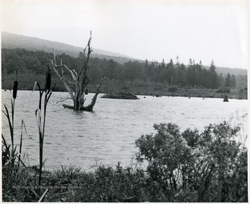 View of water with trees and brush at Canaan Valley.