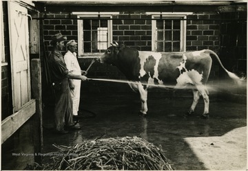 View of two men washing a  prize bull at the dairy farm at the Homestead Community, later known as Eleanor.