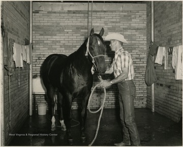Man and a horse inside a stall at Sterling Farm.