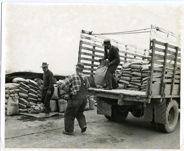 Three men unload bags of ammonium phosphate from a truck.